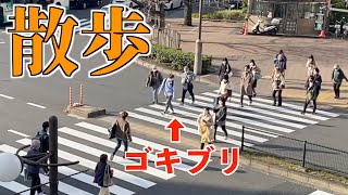 【恐怖】街中でゴキブリを散歩させてみた🪳