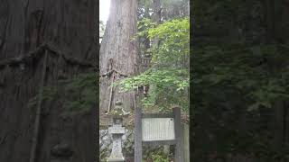 樹齢１０００年    霜降宮  細野諏訪神社の大杉