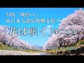 【箏二重奏】花は咲く