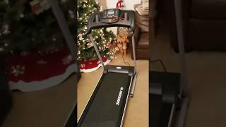 MaxKare Electric Treadmill Foldable 17 Wide Running Machine 3 Levels Manual Incline 1 5 HP Power 12