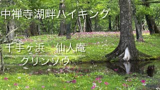 【奥日光】4K 千手ヶ浜 の【クリンソウ】中禅寺湖ハイキング