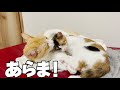 先輩猫にベロベロに甘やかされて寝る子猫が可愛すぎるwwww