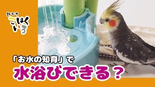 【お水の知育】水浴びチャレンジする臆病なオカメインコこはくCockatiel Kohakuchan