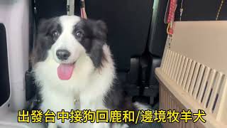 台中狗狗專屬住宿旅館#邊境牧羊犬#鹿和訓犬學校#鹿和狗狗專屬住宿旅館#鹿大 訓犬