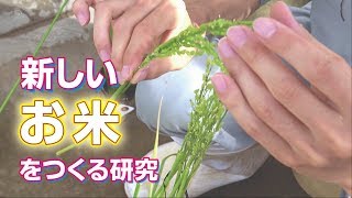 新しいお米をつくる研究