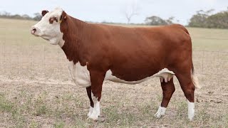 Lot 66 DAYN229 Days Whiteface Mature Cow Dispersal 2025