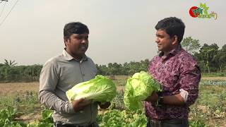 চাইনিজ ক্যাবেজ-(leafy vegetable)- বাংলাদেশে-বিঘা প্রতি আয় হতে পারে ২-৩ লাখ টাকা