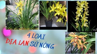 4 loại ĐỊA LAN sứ nóng. NÓNG mấy cũng có hoa [ Mai Huy ]