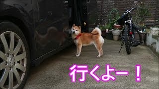 柴犬小春　やっぱりドライブは箱入り娘！？