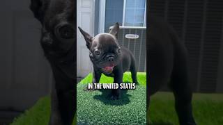 Why French Bulldogs are so popular