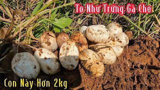 AE Đón Xem Coi 2 Chú Có Chinh Phục Được Con Rắn Này Không | Mười Thương Săn Bắt