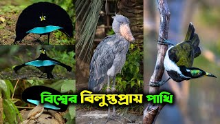 বিশ্বের বিরল এবং অনন্য কিছু পাখি যা আপনি আগে কখনো দেখেননি- ছায়ামুর্তি