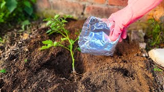 Do THIS \u0026 Watch Your Tomato Plants EXPLODE with Fruit!