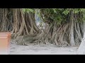 Real Maldives Village Tour