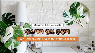 Monstera Albo | 몬스테라 알보 일본 구매 가격, 순화, 분갈이, 신엽 나오는 과정까지 성장기록