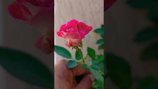 beautiful flowers short video plant flower vlog #myfirstvlog #viral #vlog #flowers #redflower