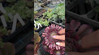 アエオニウムの置き場はここにすれば、綺麗に育ちます #多肉植物 #succulent #アエオニウム