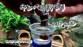 60cmプレコ水槽餌やり（GROW、冷凍アカムシ）