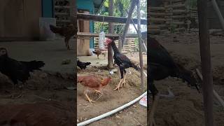 Cara Melatih Ayam Bangkok Makan #shorts #melatih #bangkok