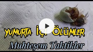 Yumurta İçİ Ölümlerin 6 sebebi