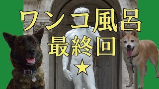 【最終回】甲斐犬と柴犬を拭いて乾かす＝！【ワンコ風呂】