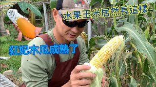 【鴻園小菜園】假日農夫採收水果玉米 , 紅妃木瓜