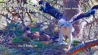 ep.347🦤Booted Eagle Nest／TODOS los Secretos Pollos Águila calzada @DIRECTO NATURA