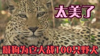 鬣狗为保护花豹大战100只野犬，鬣狗和花豹的跨种族友情，Hyena