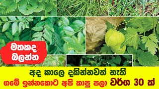 රස ගුණ පිරුණු  පලා වර්ග 30 ක් | 30 green leaves in Sri Lanka