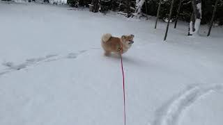 秋田犬 生後7ヶ月 雪遊びはうさぎ跳び