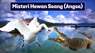 FAKTA UNIK SOANG / ANGSA | HEWAN PALING SETIA | MITOS HEWAN ANGSA | ANGSA PUTIH | ANGSA KEJAR ORANG