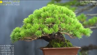 😊11월 3일(日) 131회차 Live 방송 【스마일분재경매(韓国の盆栽/Korean Bonsai)】