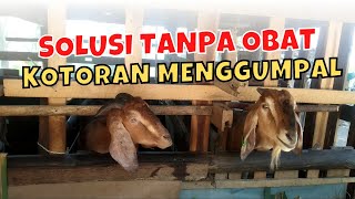 PENYEBAB DAN SOLUSI KOTORAN KAMBING MENGGUMPAL