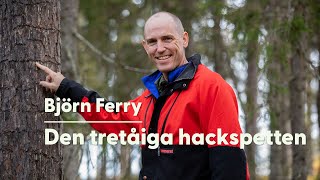 Björn Ferry om den tretåiga hackspetten