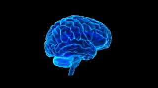 आपके दिमाग के बारे में सबसे दिलचस्प बातें | New Scientific Researches On the Human Brain