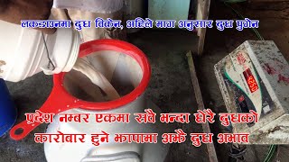 Dudh Utpadanma samasya story  2078 7 6 लामो लकडाउनले दुध उत्पादनमा गिरावटबजारमा दुधको अभाव