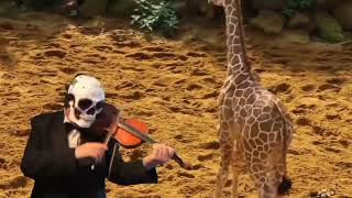 Must See Combination Giraffes Skeletonichi and Habanera #subscribe