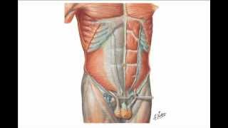 Abdominal Wall Hernias