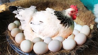 Hen Harvesting Eggs to Chicks Country Eggs to New \