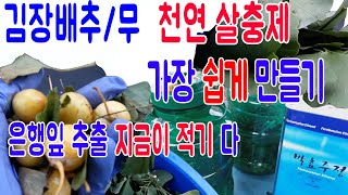 천연살충제가장쉽게만들기 은행잎살충제 백두옹살충제 할미꽃뿌리살충제