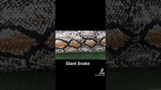 Giant Snake in the Philippines