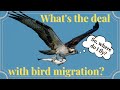 How do birds migrate? | Bird Migration Facts