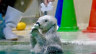 ラッコ　メイちゃんとキラちゃん　頭に乗っかるかな？【鳥羽水族館】Sea otter Mei-chan Kira-chan Toba Aquarium