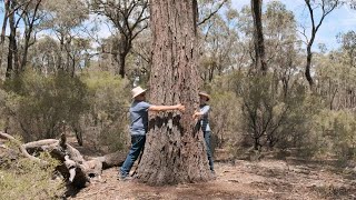 Meet the ten Big Trees of Wellsford