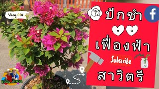 ปักชำเฟื่องฟ้า​สาวิตตรี