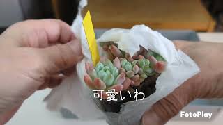 【多肉植物】Bull succulentさんから狩っ多肉🌱ご紹介します✨