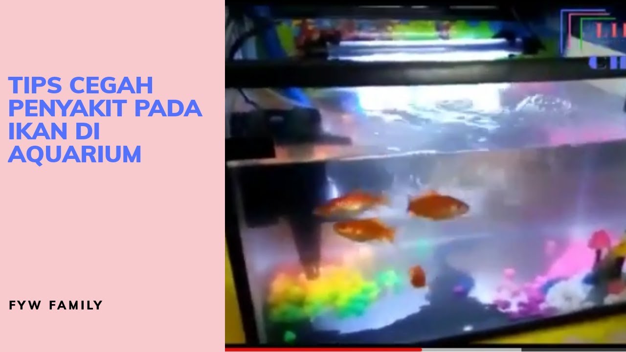 Tips Pencegahan Penyakit Pada Ikan Di Aquarium - YouTube