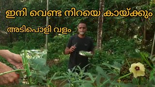 ഇങ്ങനെ ചെയ്താൽ വെണ്ട നിറയെ കായ്ക്കും 💯💯💯...#ikigaidude #youtube #youtubevideo #agriculture #krishi