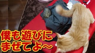 猫とかわいいフェレット　遊びたいけど【5Ferret1Cat】But I want to play【Cute dogs and cats】