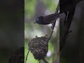 サンコウチョウ3羽巣立ち（20230630）